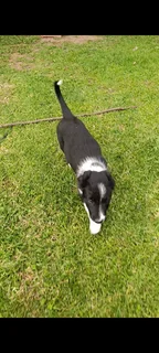 Border collie puppies
