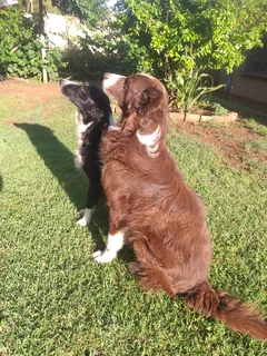Border collie puppies