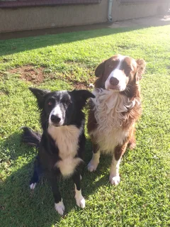 Border collie puppies