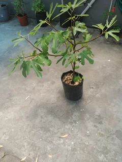 Fig tree Toulouse Figs