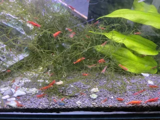 Cherry red shrimp R20 each