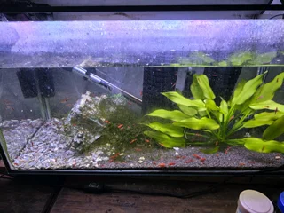 Cherry red shrimp R20 each