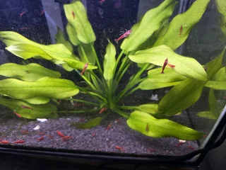 Cherry red shrimp R20 each