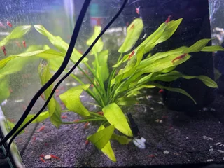 Cherry red shrimp R20 each