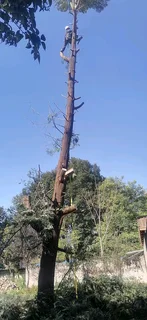 Madondo Tree Felling Services