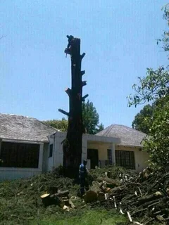 Madondo Tree Felling Services