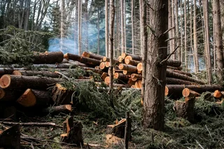 Madondo Tree Felling Services