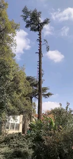 Madondo Tree Felling Services