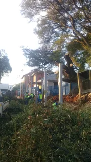 Madondo Tree Felling Services