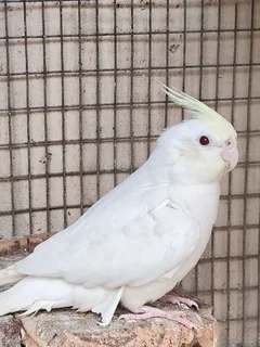 Handreared Cockatiels /Conures available