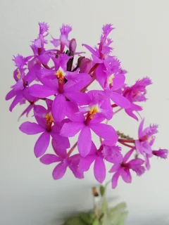 Epidendrum Orchids