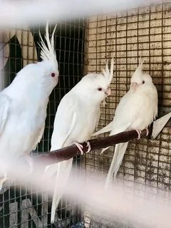 Albino Cockatiels