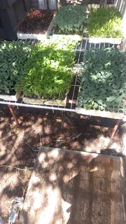 Veggie and herb seedlings