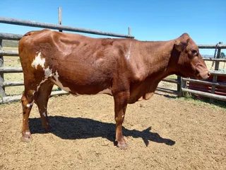 2 jong koeie te koop.