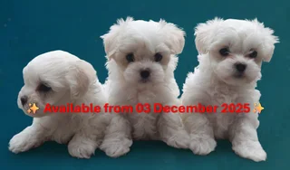 Maltese Puppies