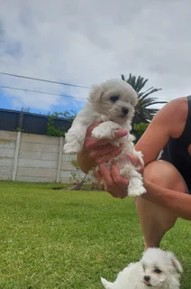 Maltese Puppies