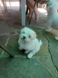 Maltese Puppies