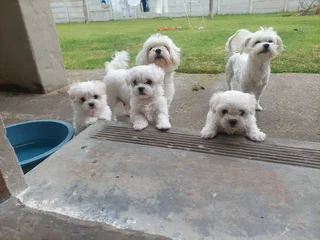 Maltese Puppies