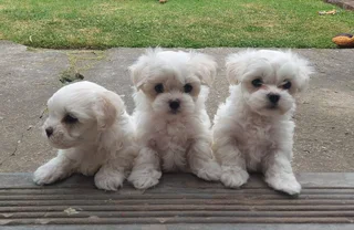 Maltese Puppies
