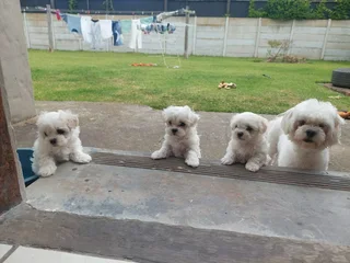 Maltese Puppies