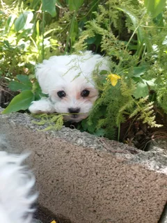 Maltese Puppies