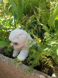 Maltese Puppies