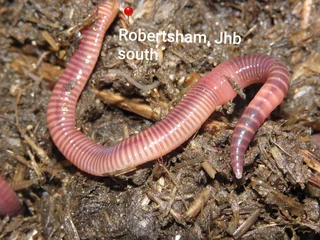 Kariba worms