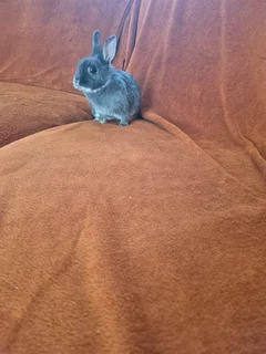 Purebread Nederland Dwarf Bunnies