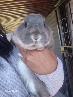 Purebread Nederland Dwarf Bunnies