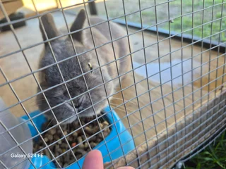 Purebread Nederland Dwarf Bunnies