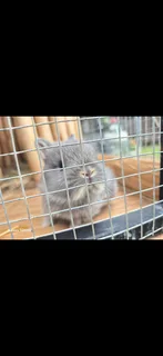 Purebread Nederland Dwarf Bunnies