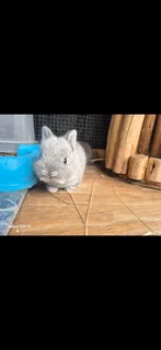 Purebread Nederland Dwarf Bunnies