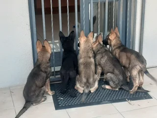 Beautiful Ddr German Shepherd Puppies For Sale