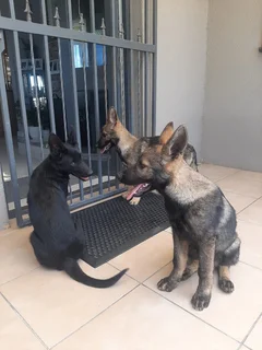 Beautiful Ddr German Shepherd Puppies