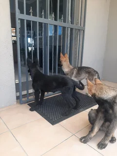 BEAUTIFUL DDR GERMAN SHEPHERD PUPPIES