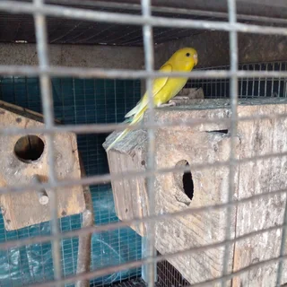 budgies for sale R85 a each
