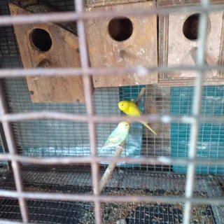 budgies for sale R85 a each