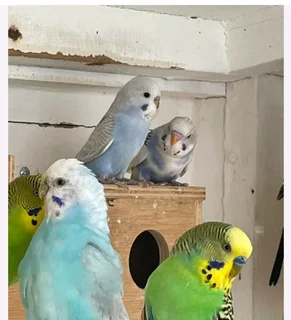budgies for sale R85 a each