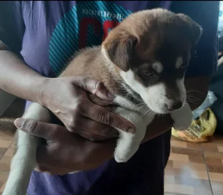 Pups - Ad posted by Byron William