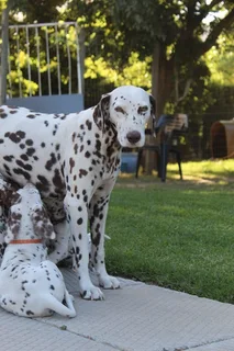 DALMATIAN PUPS