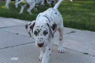 Dalmatian Pups