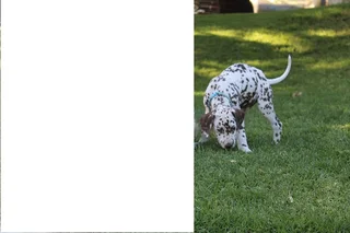 DALMATIAN PUPS