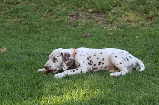 DALMATIAN PUPS