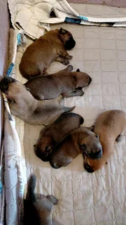 Puppies chow