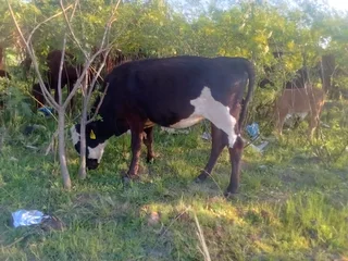 Young Breeding Heifers