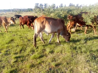 Young Breeding Heifers
