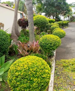 Am looking for garden work or any janeral work