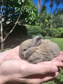 Pure bred Netherland dwarf rabbits