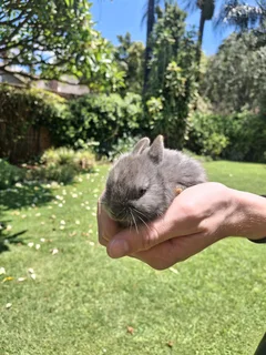 Dwarf rabbits for sale