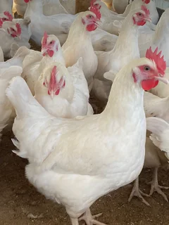 Hyline Silver POL -19-20weeks